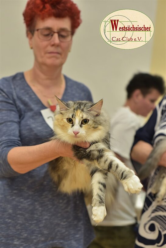 Limbach 2019 - Best of best Norwegischen Waldkatze Son