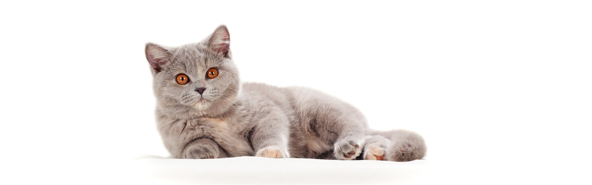 WCC - Westsächsischer Cat Club e.V.